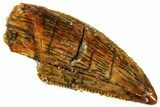 Serrated, Raptor Tooth - Real Dinosaur Tooth #296207-1